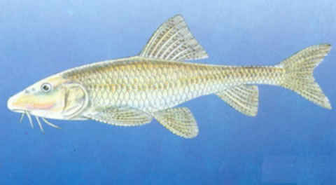 Gobiobotia homalopteroidea