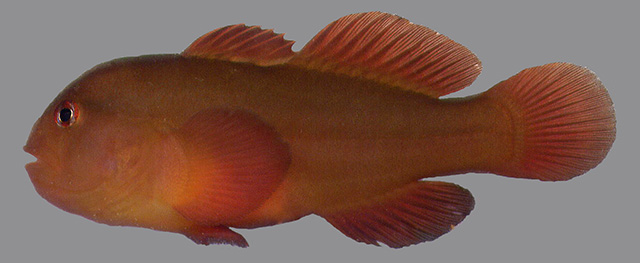 Gobiodon irregularis