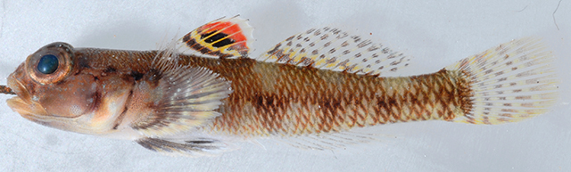 Gobius salamansa