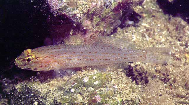 Gobius xanthocephalus