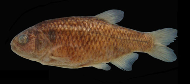 Grundulus cochae