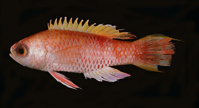 Grammatonotus laysanus