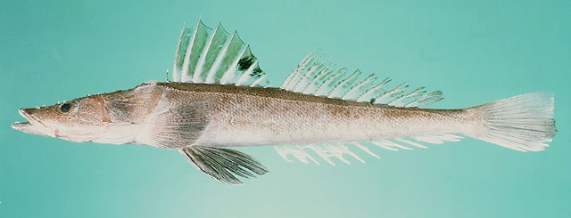 Grammoplites suppositus