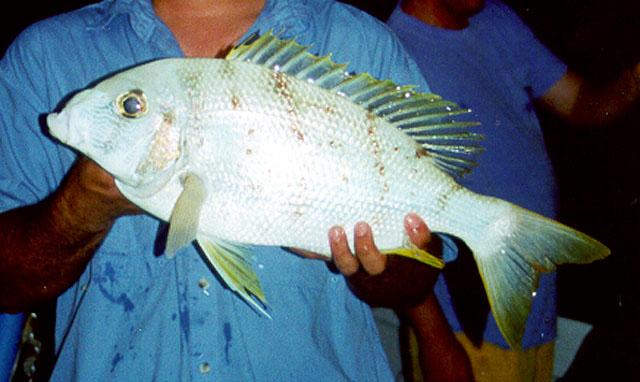 Gymnocranius audleyi