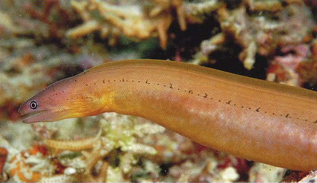 Gymnothorax castlei