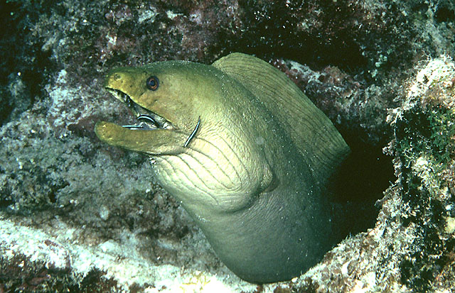 Gymnothorax funebris