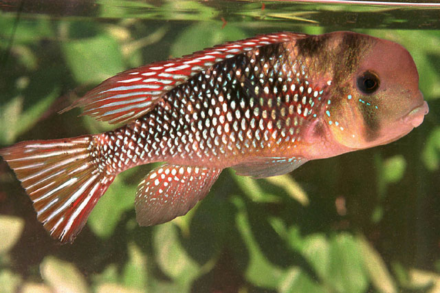 Gymnogeophagus labiatus