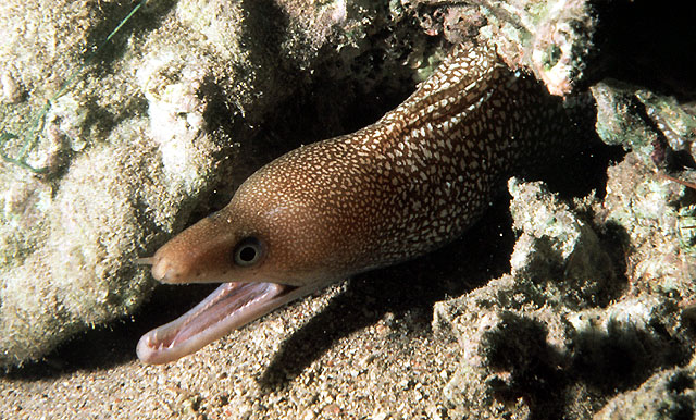 Gymnothorax punctatus