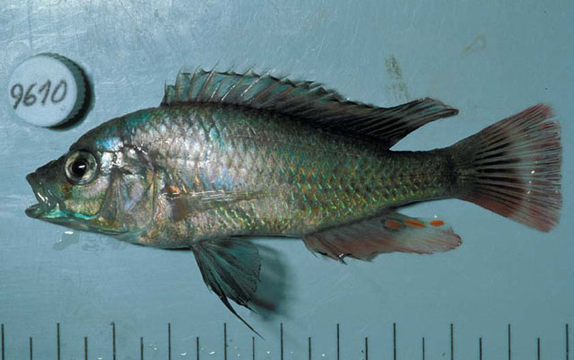 Haplochromis ampullarostratus