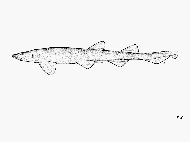 Haploblepharus fuscus