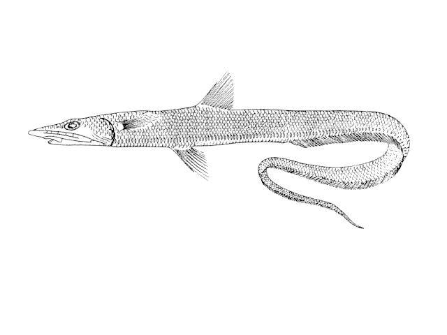 Halosaurus johnsonianus