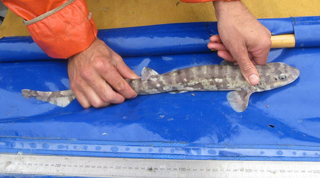 Haploblepharus kistnasamyi