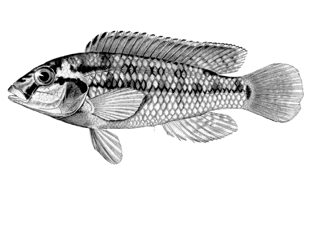 Orthochromis machadoi