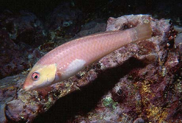 Halichoeres malpelo