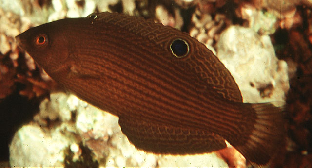 Halichoeres marginatus