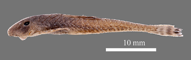 Harttiella parva