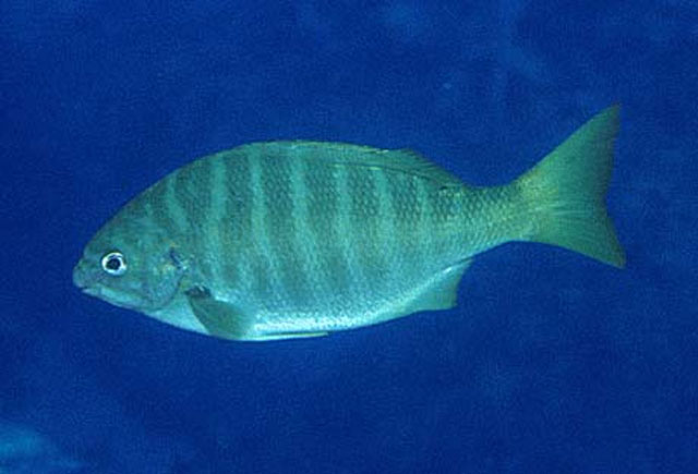 Kyphosus azureus