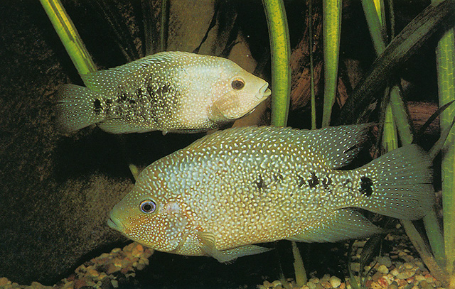 Herichthys cyanoguttatus