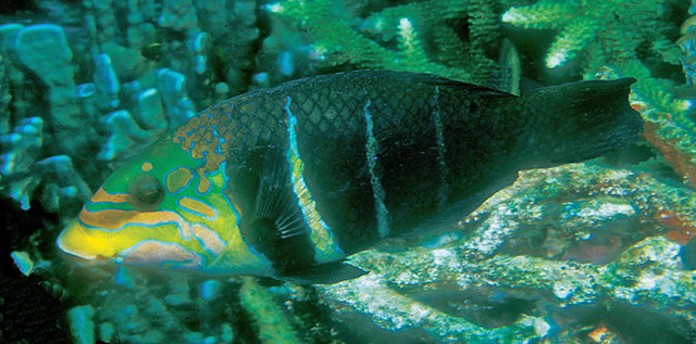 Hemigymnus fasciatus