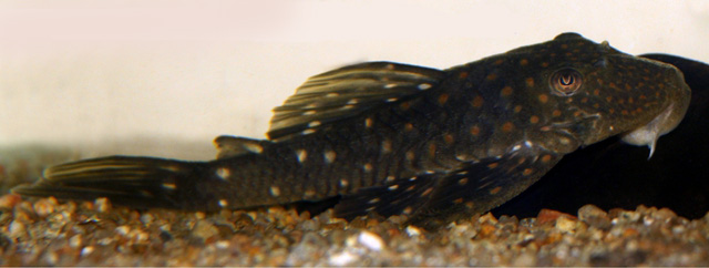 Hemiancistrus fuliginosus