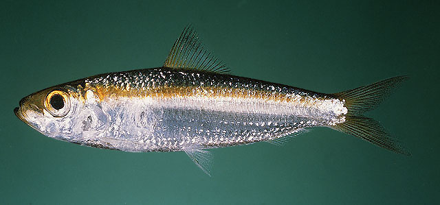 Herklotsichthys lossei