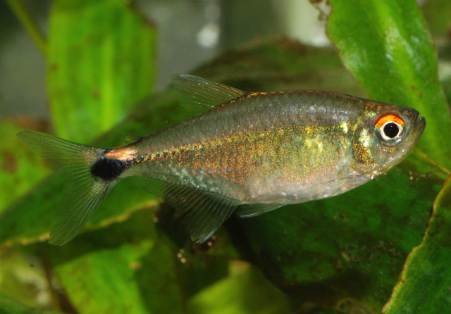 Hemigrammus neptunus