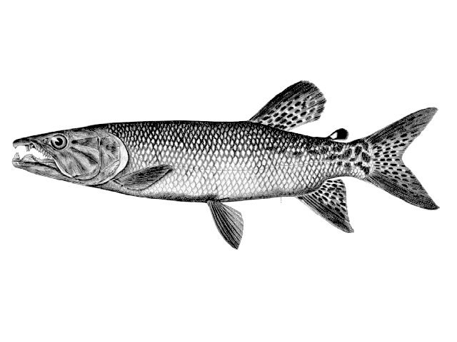 Hepsetus cuvieri