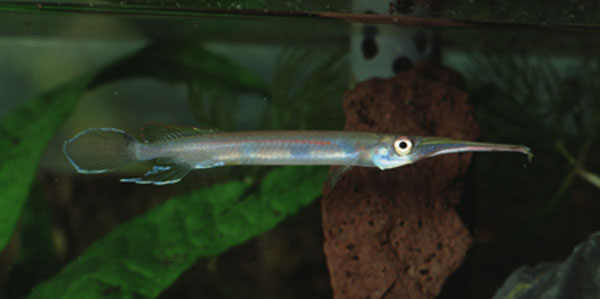 Hemirhamphodon pogonognathus