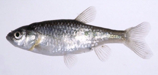 Hemigrammocypris neglecta