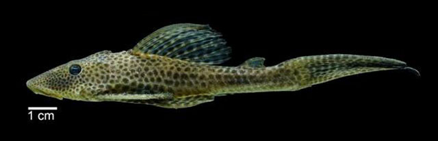 Hypostomus wilsoni