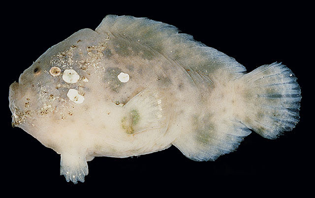 Histiophryne cryptacanthus