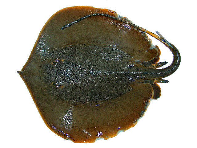 Fluvitrygon kittipongi