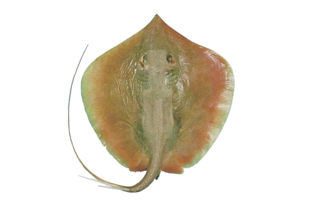 Brevitrygon walga