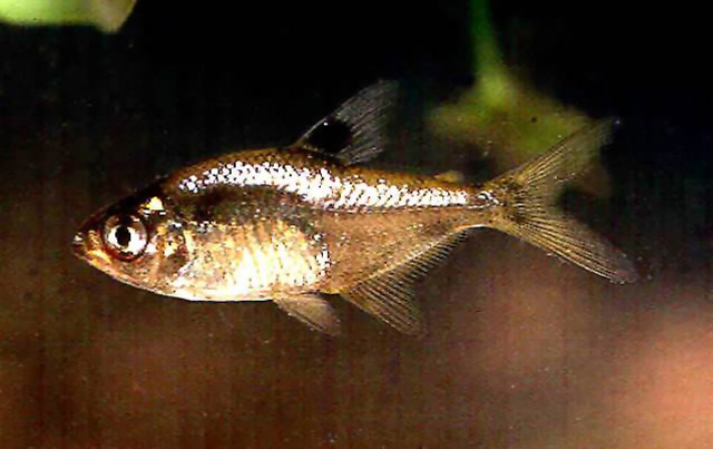 Hyphessobrycon compressus