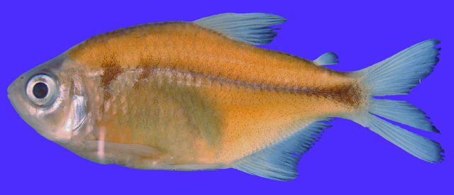 Hyphessobrycon duragenys