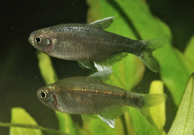 Hyphessobrycon negodagua