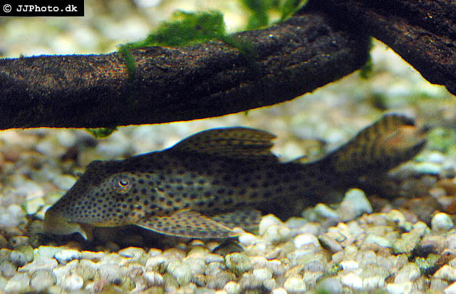 Hypostomus nematopterus