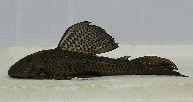 Hypostomus papariae