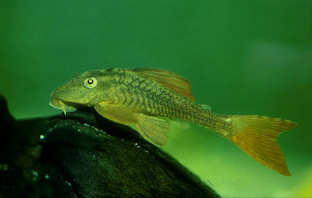 Hypostomus soniae