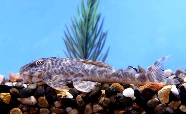 Hypostomus unae