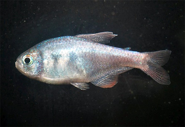 Hyphessobrycon weitzmanorum