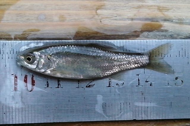 Iberochondrostoma olisiponense