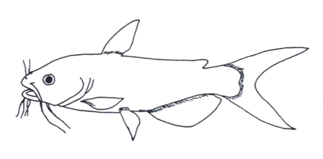 Ictalurus punctatus