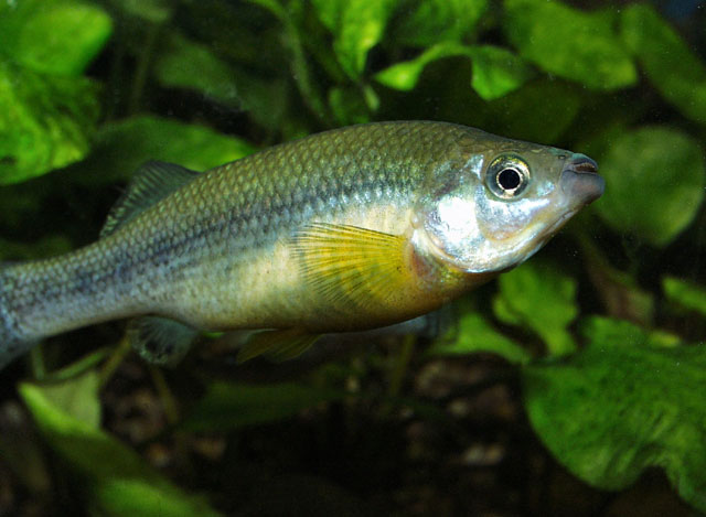 Ilyodon xantusi