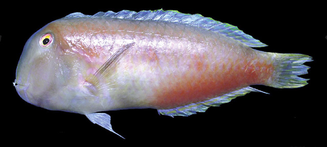 Iniistius brevipinnis