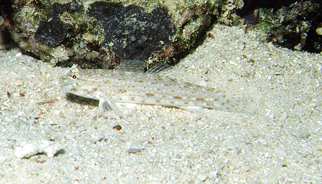 Istigobius rigilius