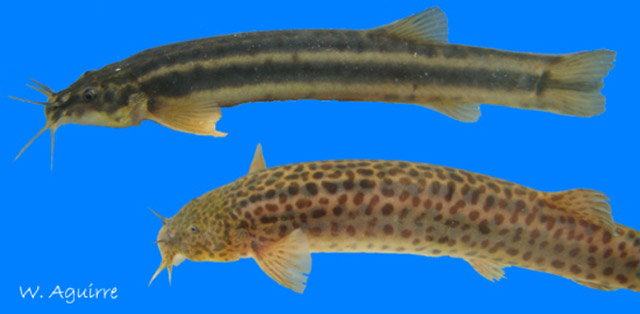 Ituglanis laticeps