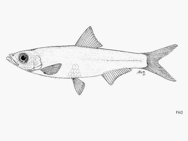 Laeviscutella dekimpei