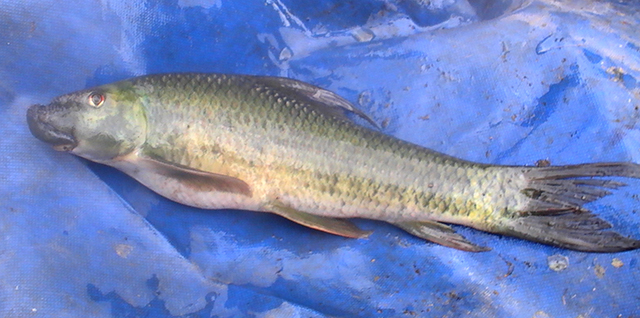 Labeo forskalii