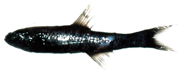 Lampanyctus jordani